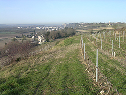Chinon